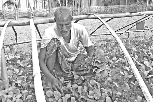শীতকালীন সবজি চাষে ব্যস্ত কৃষক
