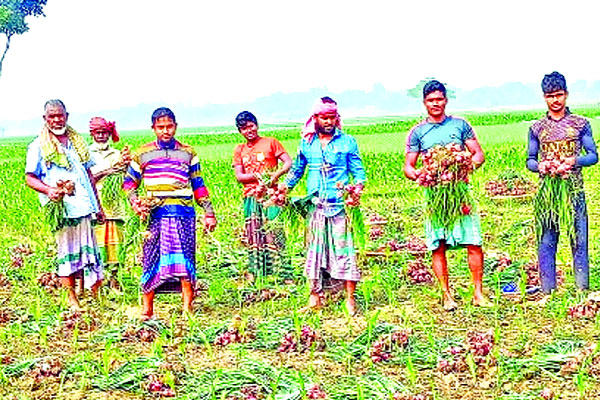 পিঁয়াজের ফলনে খুশি চাষিরা