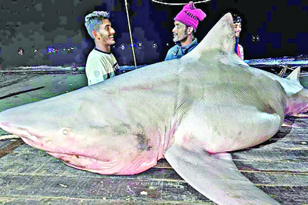 চট্টগ্রামে জেলের জালে ১৫০ কেজি হাঙর