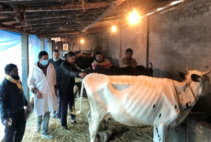 অজানা রোগে গবাদি পশুর মৃত্যু, রোগ অনুসন্ধান টিম গঠন