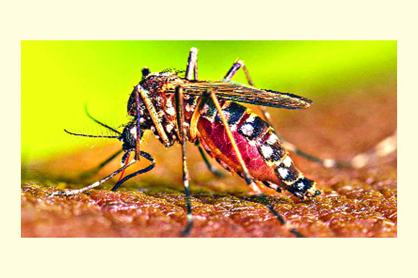 ডেঙ্গুতে আরও চারজনের মৃত্যু
