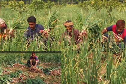 পথ দেখাচ্ছে গ্রীষ্মকালীন পিঁয়াজ