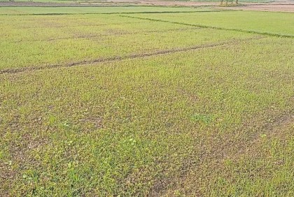 ঝিনাইদহে কৃষকের জমির ফসল নষ্ট করল দুর্বৃত্তরা

