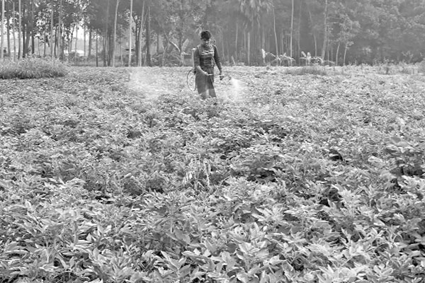 শীত কুয়াশায় আলু খেতে রোগ