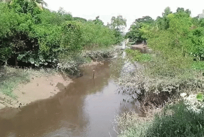 তামাক বিষে বিপর্যস্ত হালদা