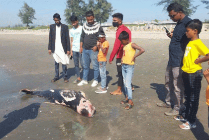 সৈকতে ভেসে এলো পাঁচ ফুট লম্বা মৃত ডলফিল