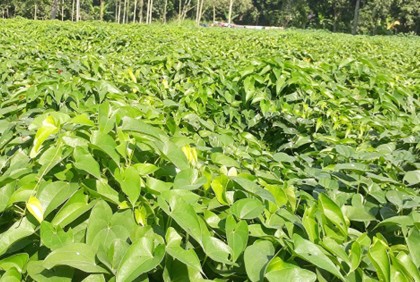 নওগাঁয় 'গাছ আলু'তে সম্ভাবনা