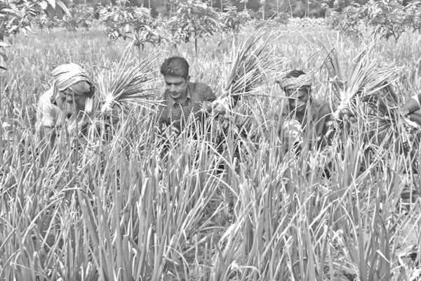 অস্থির বাজারে স্বস্তি গ্রীষ্মকালীন পিঁয়াজ