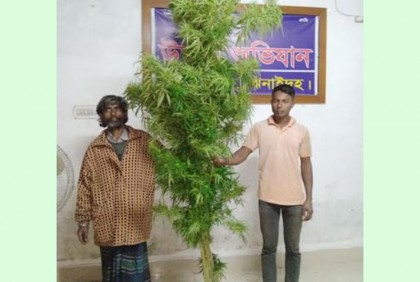 ঝিনাইদহে গাঁজার গাছসহ দুই গাঁজা চাষি আটক