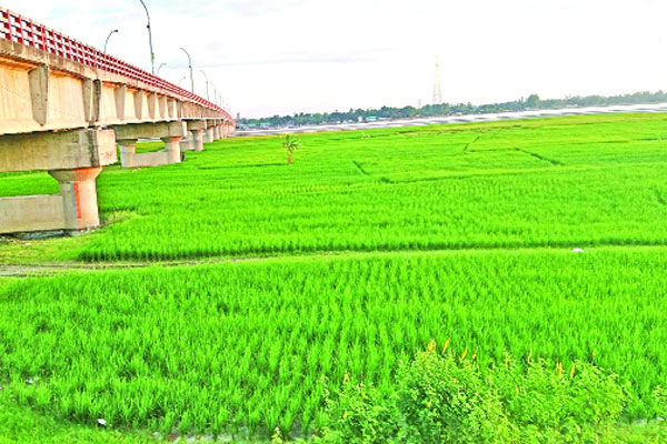মৃতপ্রায় তিস্তা এখন ফসলের জমি