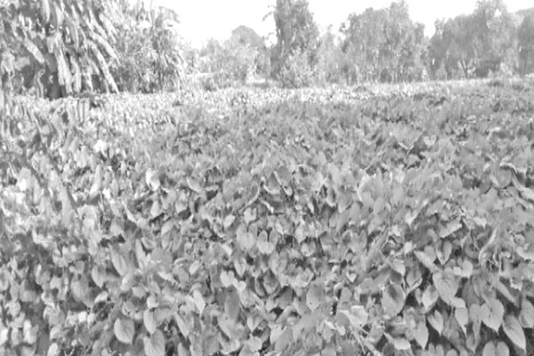 মাচায় গাছ আলু চাষ