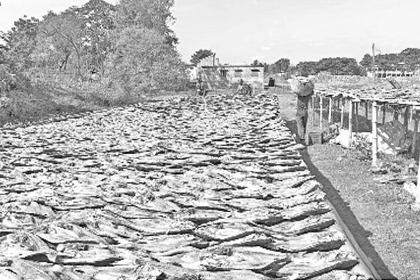 সাতক্ষীরায় সম্ভাবনাময় শুঁটকি শিল্প
