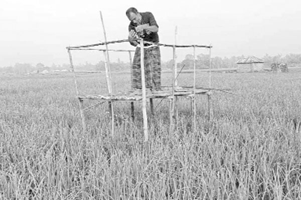 এবার পিঁয়াজে ঝুঁকছেন কৃষক