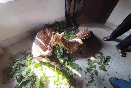 গলাচিপায় লোকালয়ে ধরা পড়ল দুটি চিত্রা হরিণ

