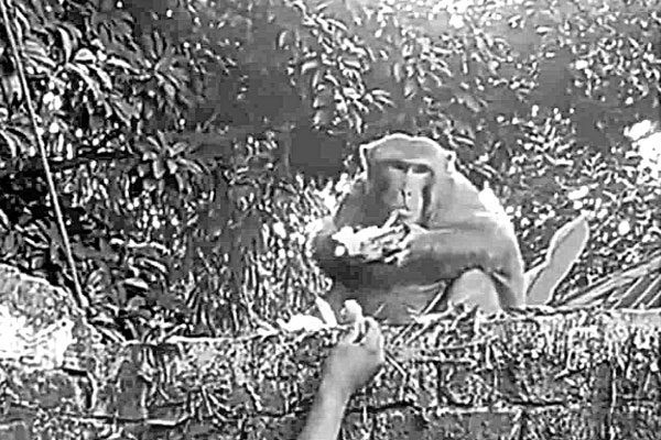 লোকালয়ে ক্ষুধার্ত বানর