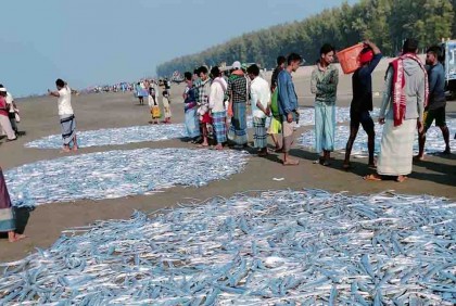 জেলের জালে এক টানে ১৭ মণ ছুরি মাছ