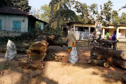 ইউপি চেয়ারম্যানের বিরুদ্ধে গাছ কাটার অভিযোগ