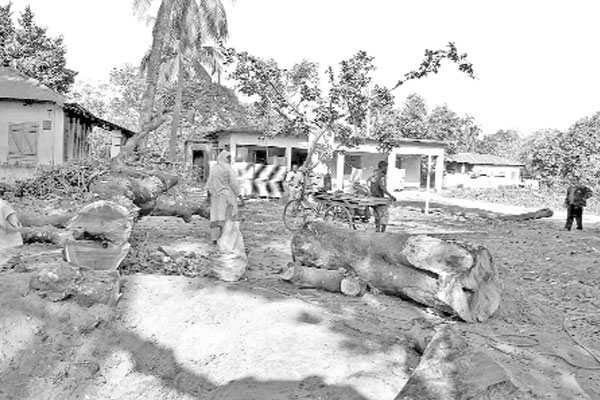 চেয়ারম্যান কাটলেন গাছ জব্দ করলেন ইউএনও