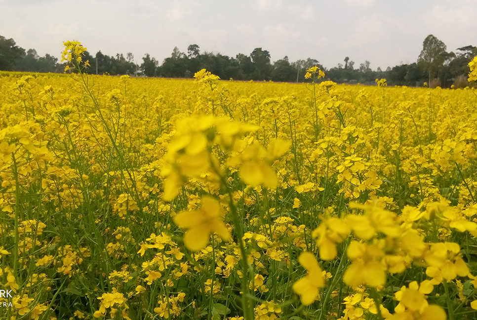 শেরপুরে মাঠজুড়ে সরিষা ফুলের হাসি