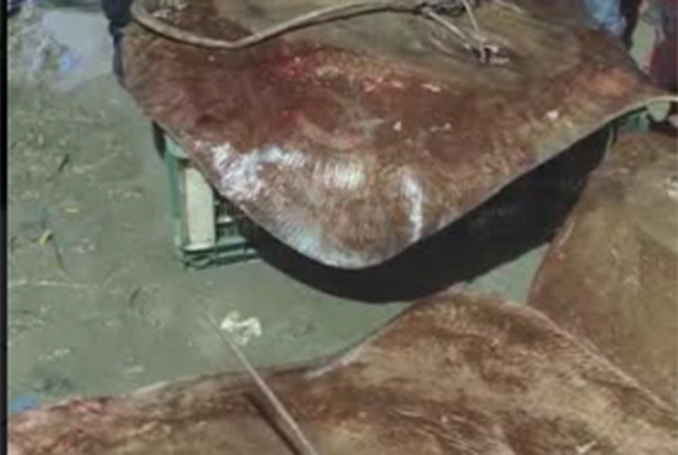 মেঘনায় ধরা পড়ল ৩টি শাপলা পাতা মাছ

