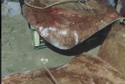 মেঘনায় ধরা পড়ল ৩টি শাপলা পাতা মাছ

