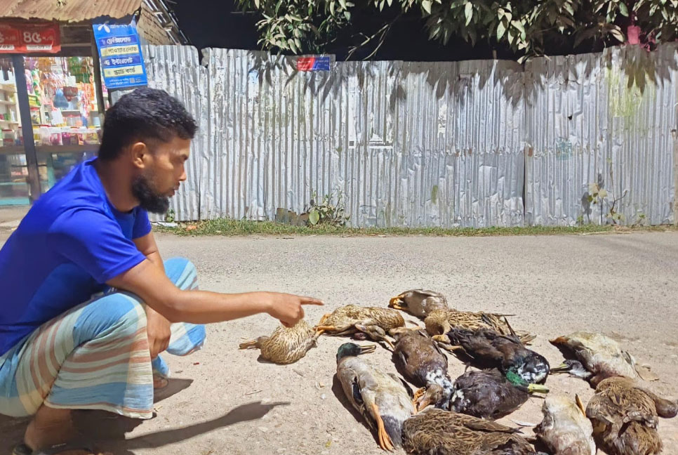 বিষপ্রয়োগে ১৬টি হাঁস হত্যা, থানায় অভিযোগ