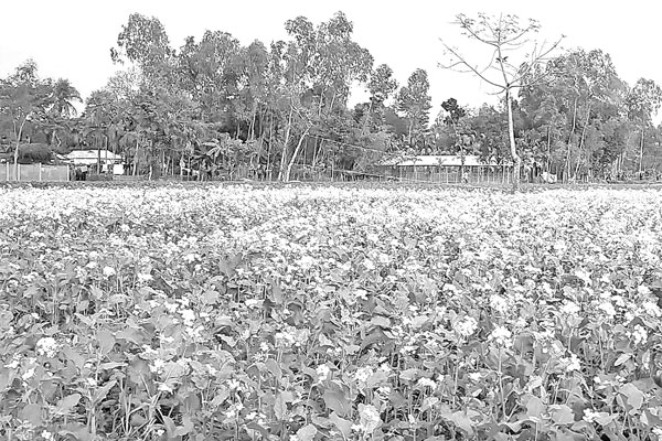 সরিষার বাম্পার ফলনের আশা