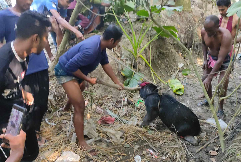লোকালয় থেকে বন্য শুকর উদ্ধার
