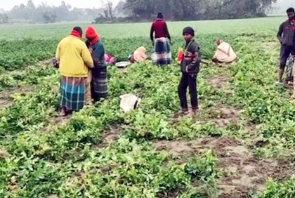 আগাম জাতের আলুর ভালো ফলন ও দাম পেয়ে খুশি কৃষকরা 