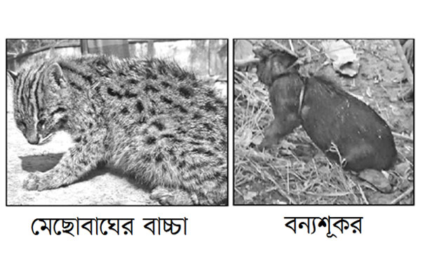 লোকালয়ে মেছোবাঘ বন্যশূকর