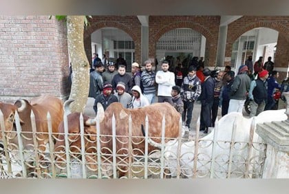 ঝিনাইদহে ছয় মাস পর মুক্তি পেল ১১ গরু, খরচ ১৩ লাখ