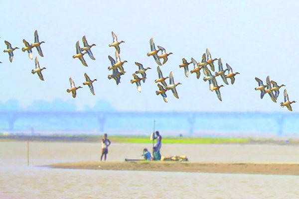 পরিযায়ী পাখিতে মুখর তিস্তা