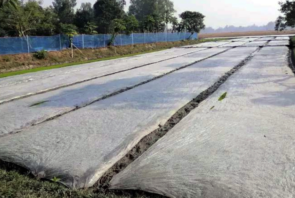 ঘনকুয়াশা-কনকনে শীতে বোরো বীজতলা বাঁচাতে মরিয়া কৃষকরা