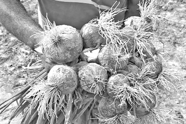 চুয়াডাঙ্গায় বাড়ছে পিঁয়াজ আবাদ
