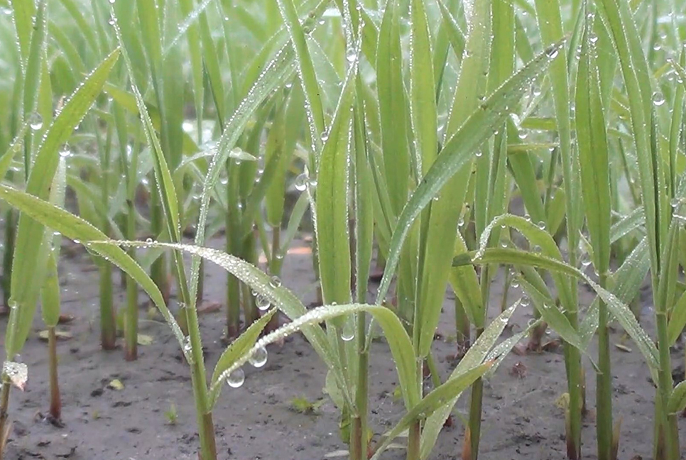 নীলফামারীতে জেঁকে বসেছে শীত