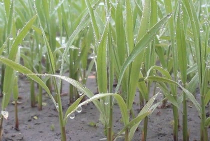 নীলফামারীতে জেঁকে বসেছে শীত