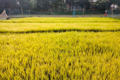 রংপুরে ঘন কুয়াশায় বোরো বীজতলা নিয়ে উদ্বিগ্ন কৃষক
