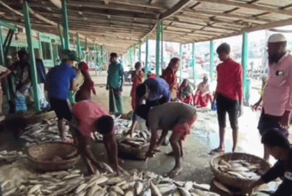 এক জালে ধরা পড়লো ৯২ মন ইলিশ