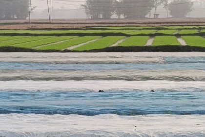 ঘন কুয়াশায় নষ্ট হচ্ছে বোরো ধানের বীজতলা