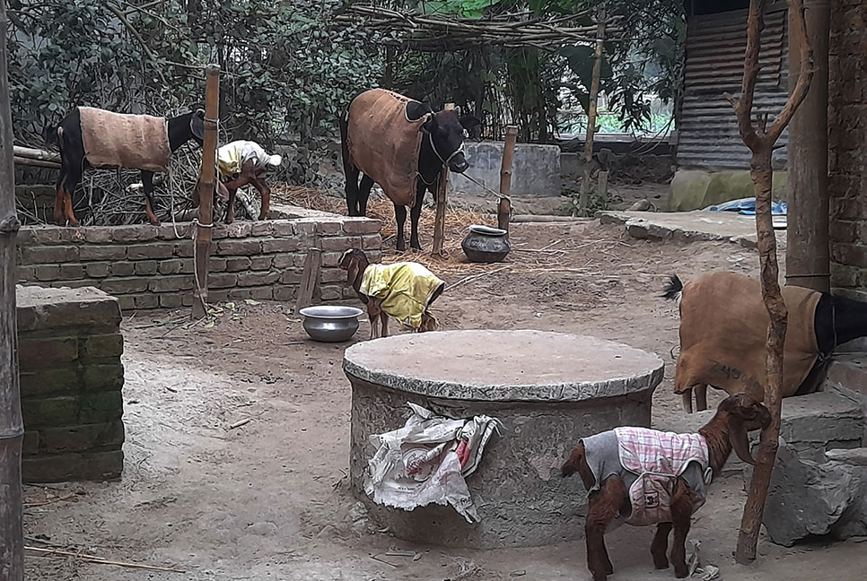 কনকনে ঠান্ডায় দিনাজপুরের গবাদিপশু গুলোও কাঁপছে