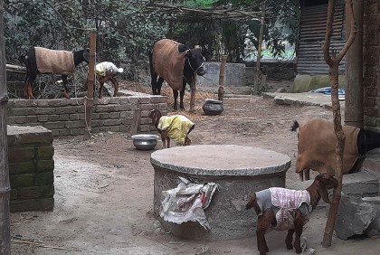 কনকনে ঠান্ডায় দিনাজপুরের গবাদিপশু গুলোও কাঁপছে