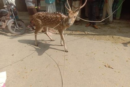 আহত হরিণ উদ্ধারের পর সুস্থ করে বনে অবমুক্ত
