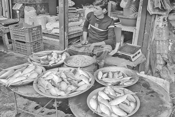 চাঁদপুরের বিভিন্ন বাজারে দেদার জাটকা বিক্রি