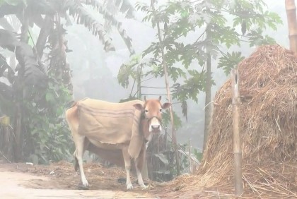 কুড়িগ্রামে শীতে স্থবির জনজীবন