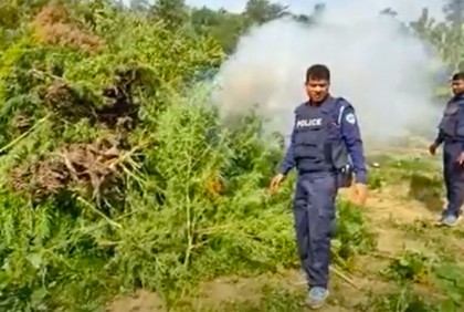 খাগড়াছড়িতে গাঁজা ক্ষেত ধ্বংস