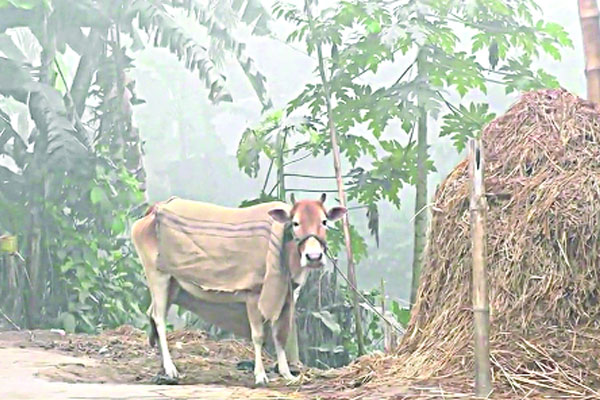 স্থবির জনজীবন
