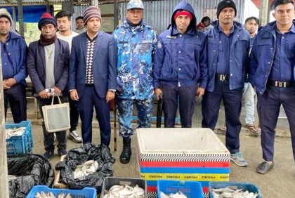 চাঁদপুরে ৫০০ কেজি জাটকা জব্দ