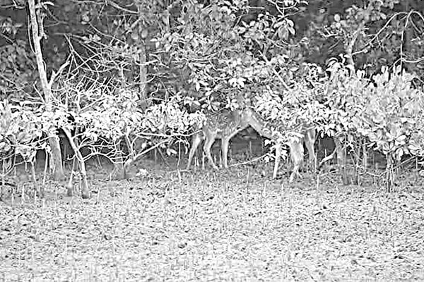 সুন্দরবনে বন্যপ্রাণী সুরক্ষায় ১২ উঁচু টিলা