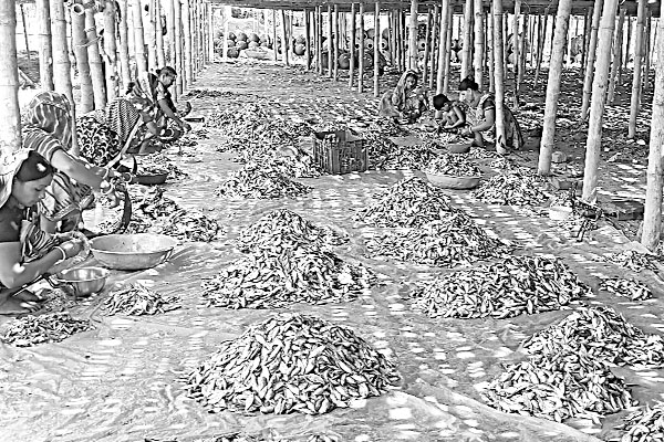 মাছ সংকটে কমছে শুঁটকি উৎপাদন