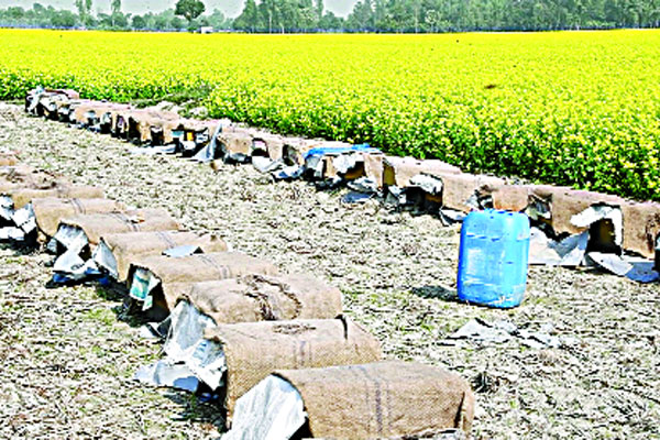 সরিষা ফুল থেকে মধু বিক্রিতে আয় ১২ কোটি টাকা